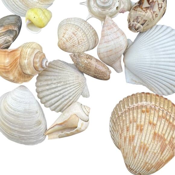 Natural Seashell Various Types and Sizes Harvested 1980s MIxed Lot of 16 Shells - Picture 3 of 3